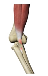 Anatomy of the Biceps Tendon